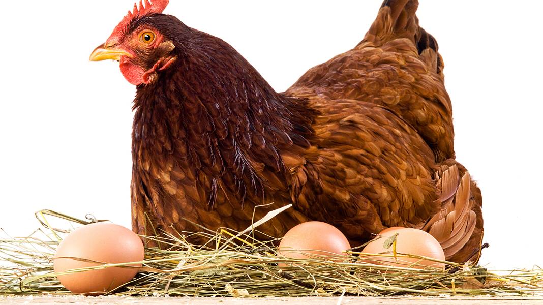 Самые простые гнезда для кур | Куриный сад, Планы курятника, Курятники на заднем дворе