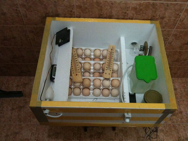 Идеальный родильный дом для цыплят, или Как сделать инкубатор своими руками в домашних условиях