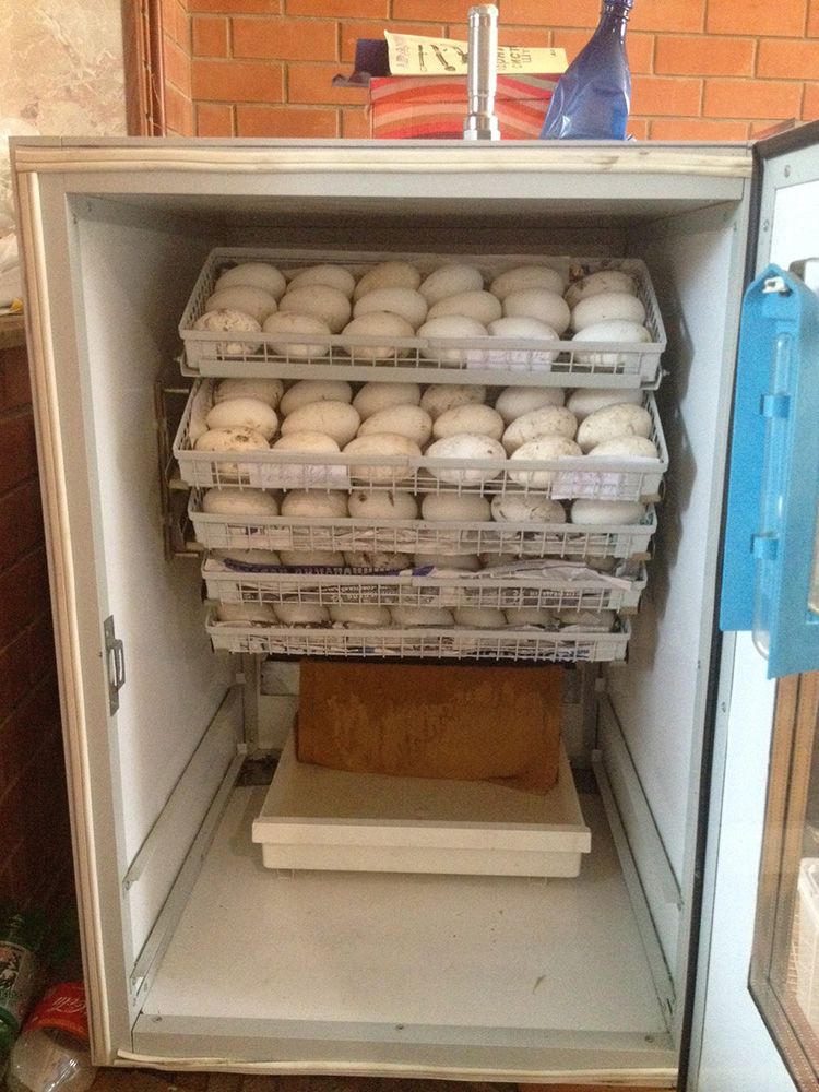 Как сделать инкубатор из холодильника | Сам Себе Строитель