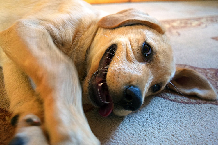 Если хотите порадовать своего пса, как-нибудь наполните его подушку сеном, вы увидите, как он будет радФОТО: cdn.pixabay.com