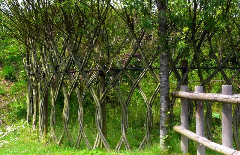 Гибкие молодые деревца можно переплетать между собой, для этого побеги располагают на расстоянии в 30–40 см друг от друга